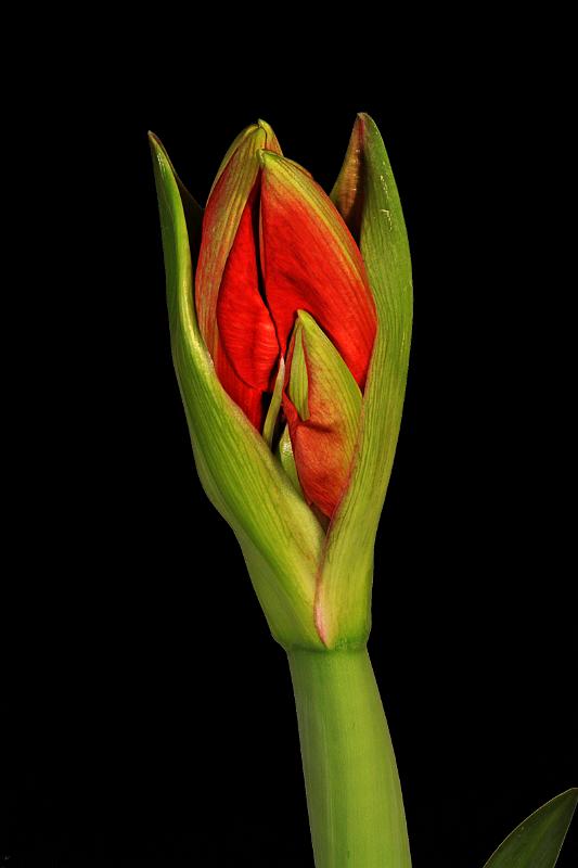 Knospe der Amaryllis.jpg - Knospe der Amaryllis